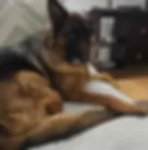 ATLAS - E COLLAR PROGRAM