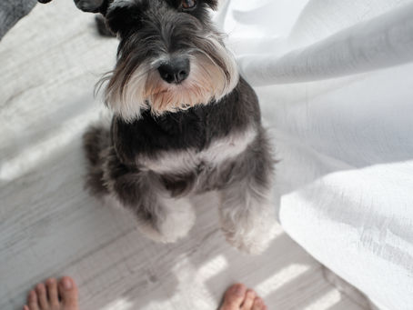 Caissie Canine Instruction: The Secret Language of Dogs