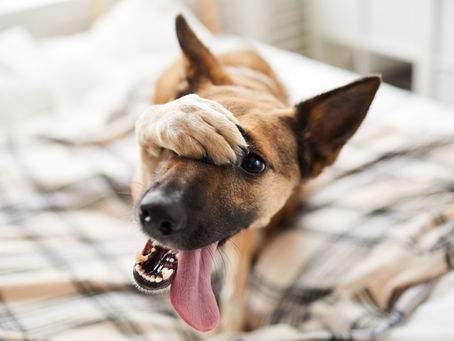 Caissie Canine Instruction: Fleas, Ticks, Parasites, Oh My!