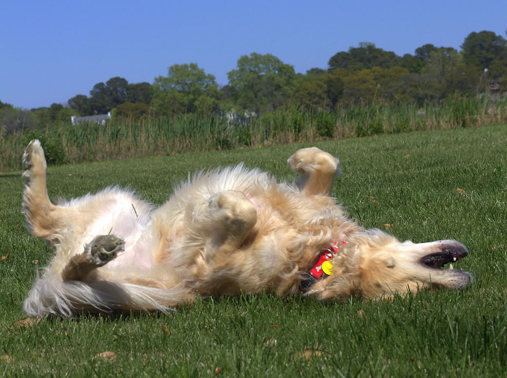 Caissie Canine Instruction: WHY DOES MY DOG ROLL IN FOX POO?