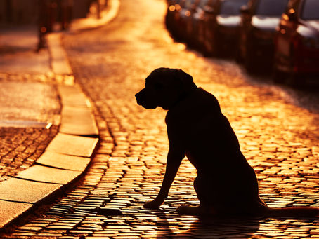 Caissie Canine Instruction: When dogs go missing