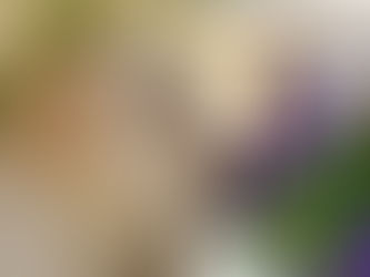 Caissie Canine Instruction: A dog’s unique sense of smell