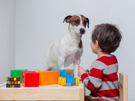 Caissie Canine Instruction: Indoor Activities