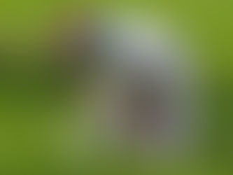 Caissie Canine Instruction: Ear Infections