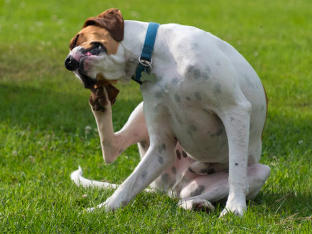 Caissie Canine Instruction: Ear Infections