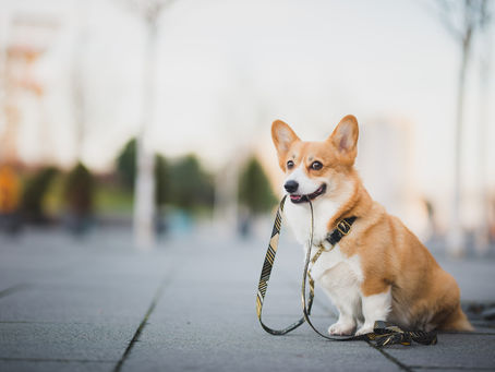 Caissie Canine Instruction: Loose Leash Walking Tips