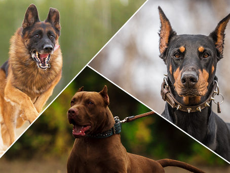 Caissie Canine Instruction: Protective Dog Breeds