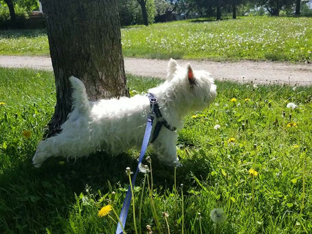 Caissie Canine Instruction: Why does my dog kick their feet after they poop?