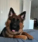 CALLIE - E COLLAR PROGRAM