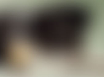 Caissie Canine Instruction: Common side-effects from K9 Vaccinations