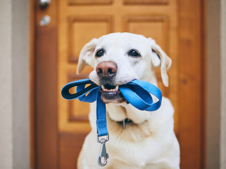 Caissie Canine Instruction: How to Enrich your Dog’s Walk