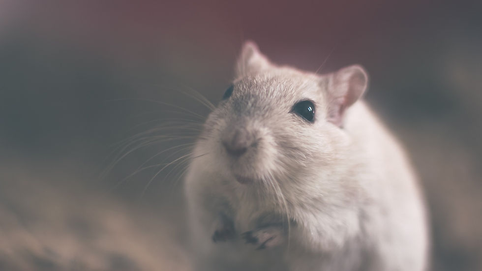 mouse-801843_1920.jpg