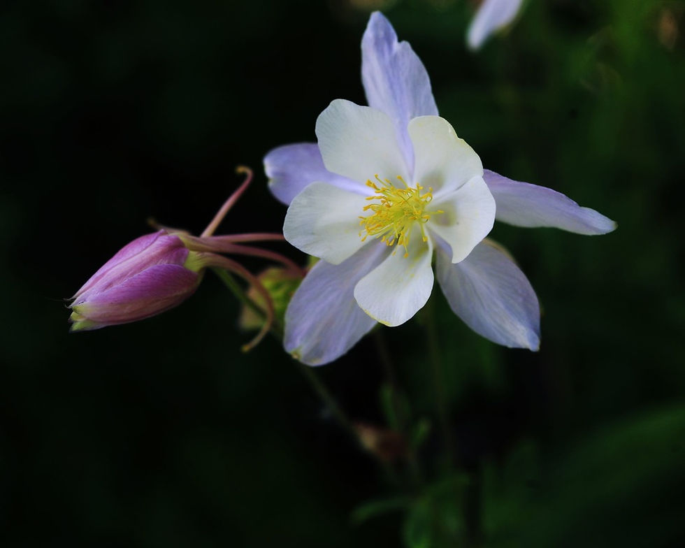 Thumbnail: Flower