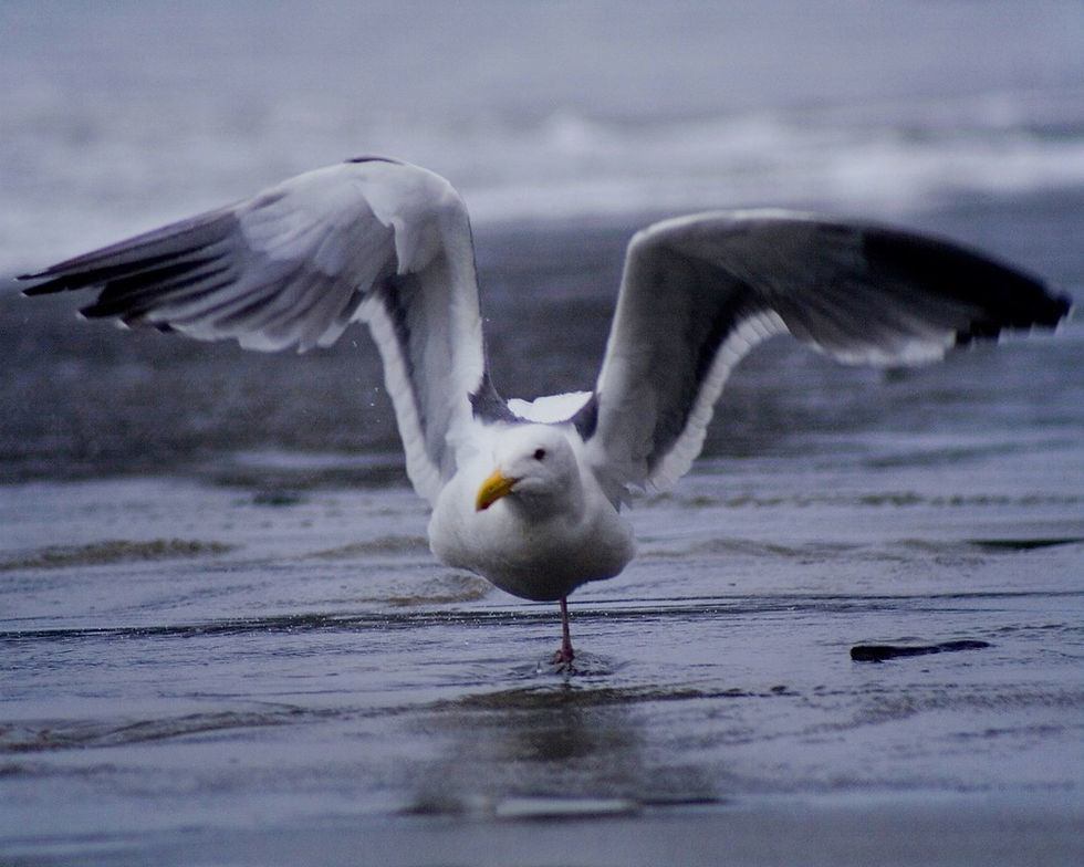 Thumbnail: Sea Gull
