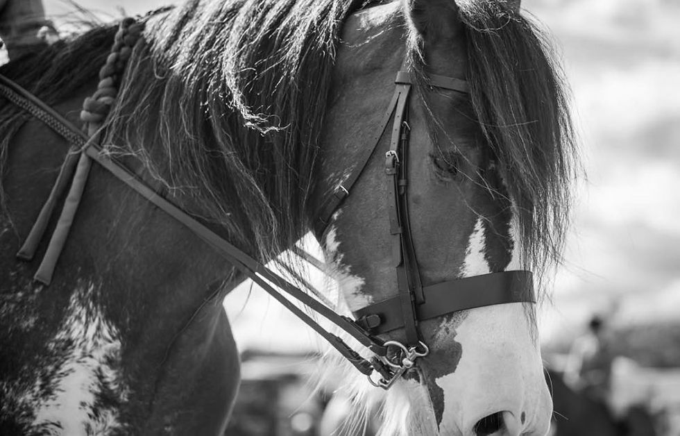 Clydesdale Horse Show