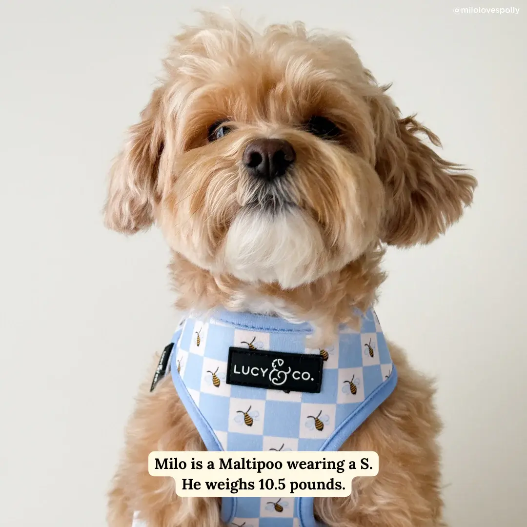 Bumbling Around Reversible Harness