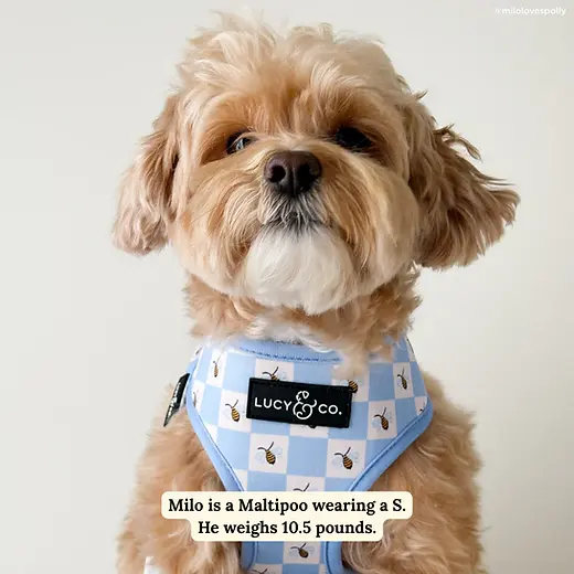 LUCY & CO | Mixed Mutt & Company