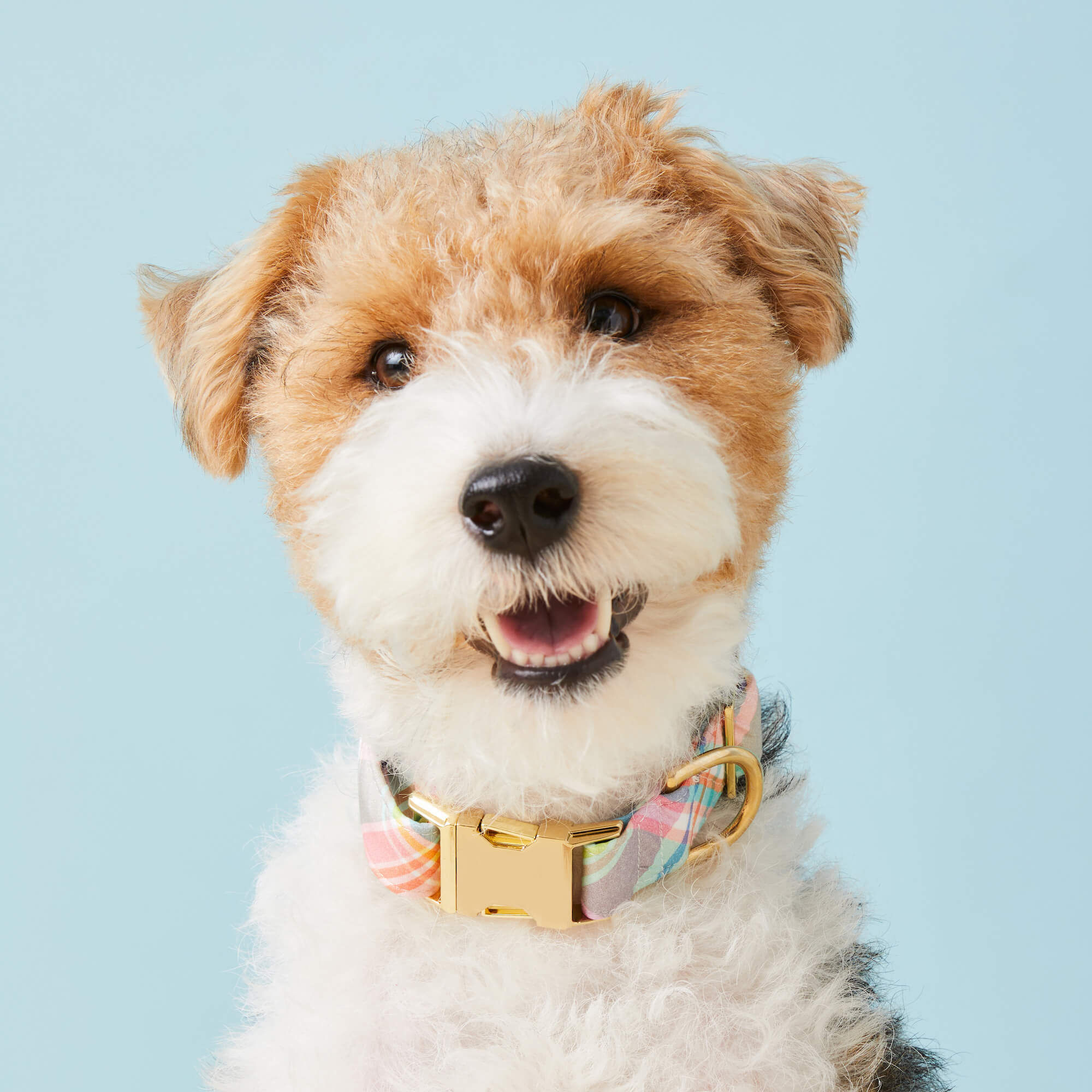 Blooming Plaid Dog Collar