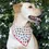 Thumbnail: Love Bug Spring Dog Bandana