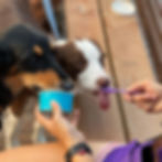 Thumbnail: Starbuck's Sunshine Artisan Doggie Ice Cream