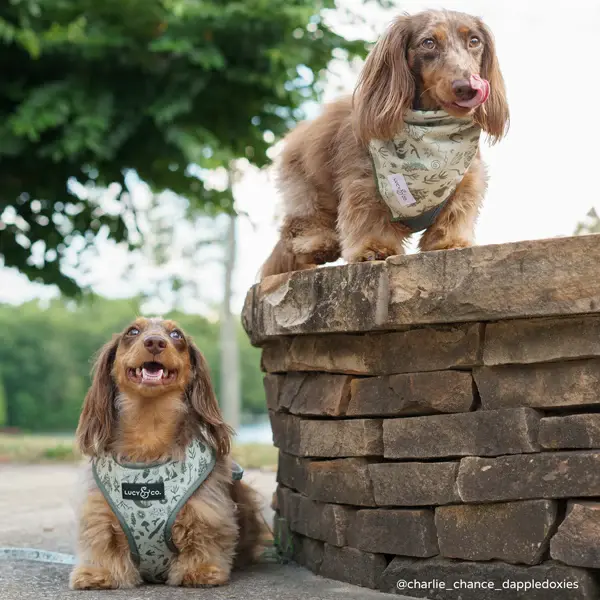Thumbnail: Camp Out Reversible Harness
