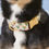 Thumbnail: Rifle Paper Co. x TFD Tulips Spring Dog Collar