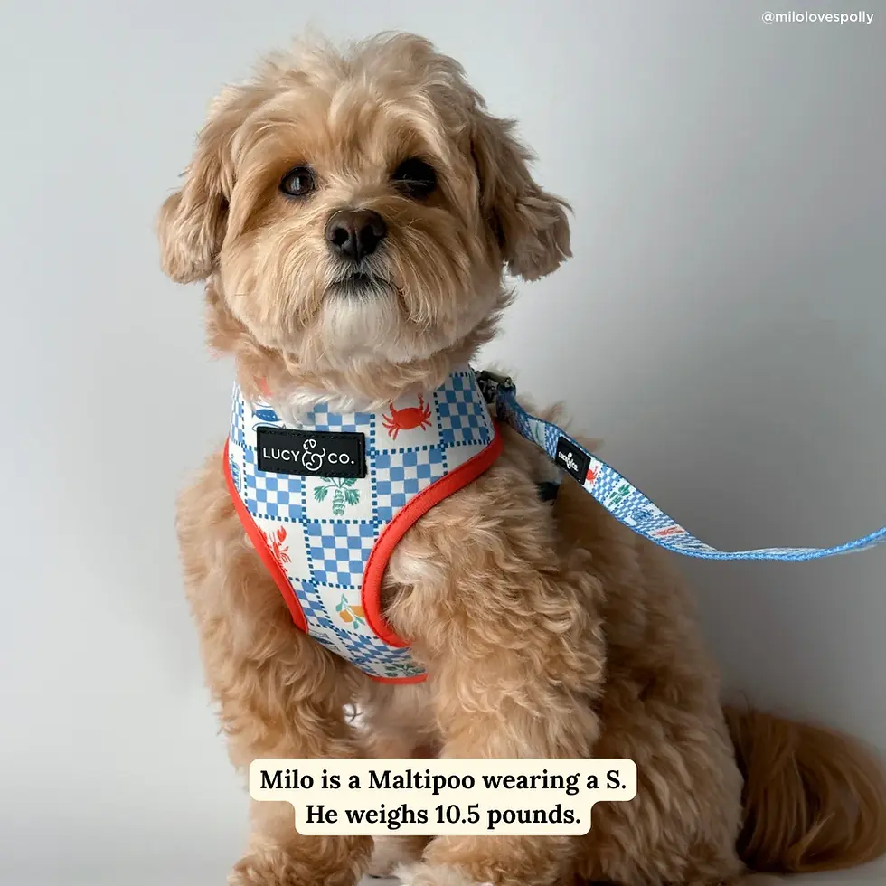 Thumbnail: Sunny in Sicily Reversible Harness