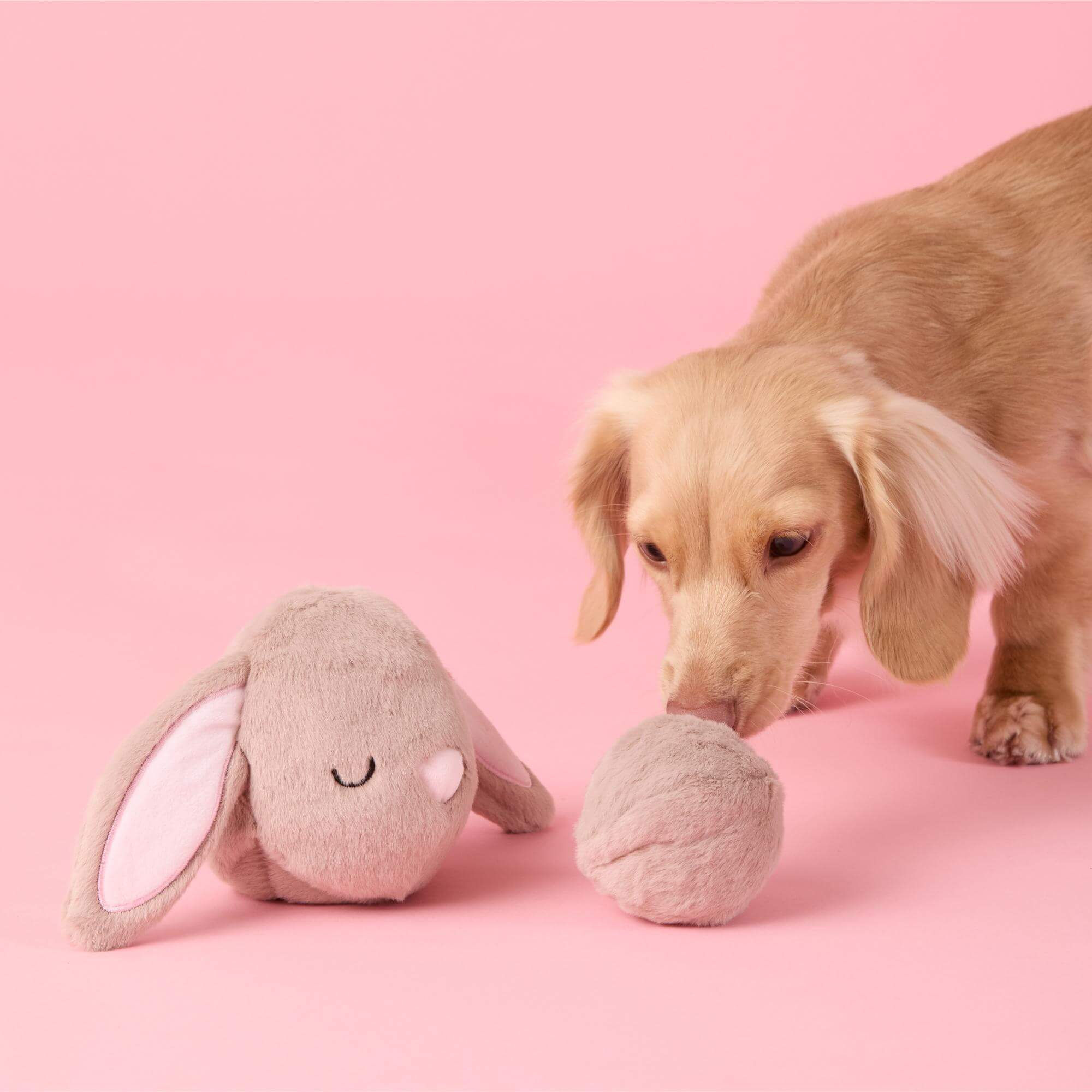 Bunny 2-in-1 Bounce Dog Toy