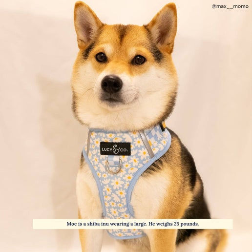 Thumbnail: The Simply Splendid No-Pull Harness
