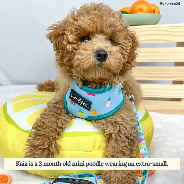 Thumbnail: The Cutie Fruity Reversible Harness