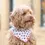 Thumbnail: Love Bug Spring Dog Bandana