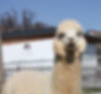Alpaka-Sunny_edited.jpg