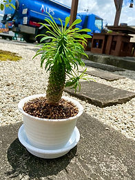 有限会社アルプス環境