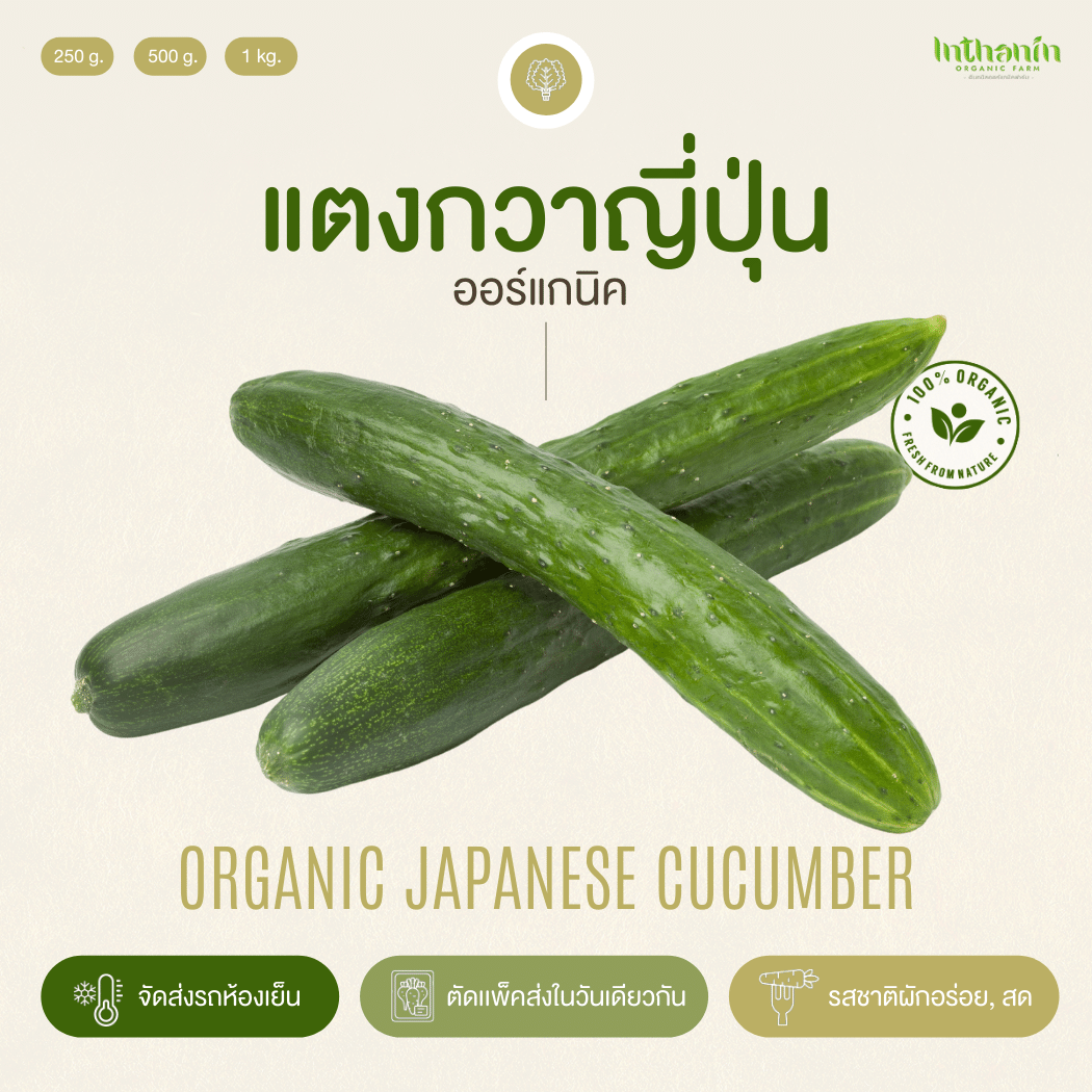 แตงกวาญี่ปุ่นอินทรีย์ Organic Japanese Cucumber