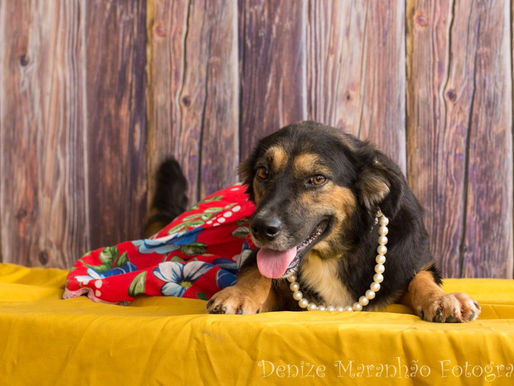 TopShopping realiza a 5ª Feira de Adoção de Cães