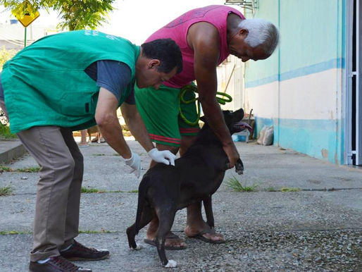 Queimados dá início à vacinação contra a raiva e mais de 600 animais são imunizados no primeiro dia 