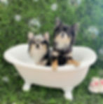 Pomchi