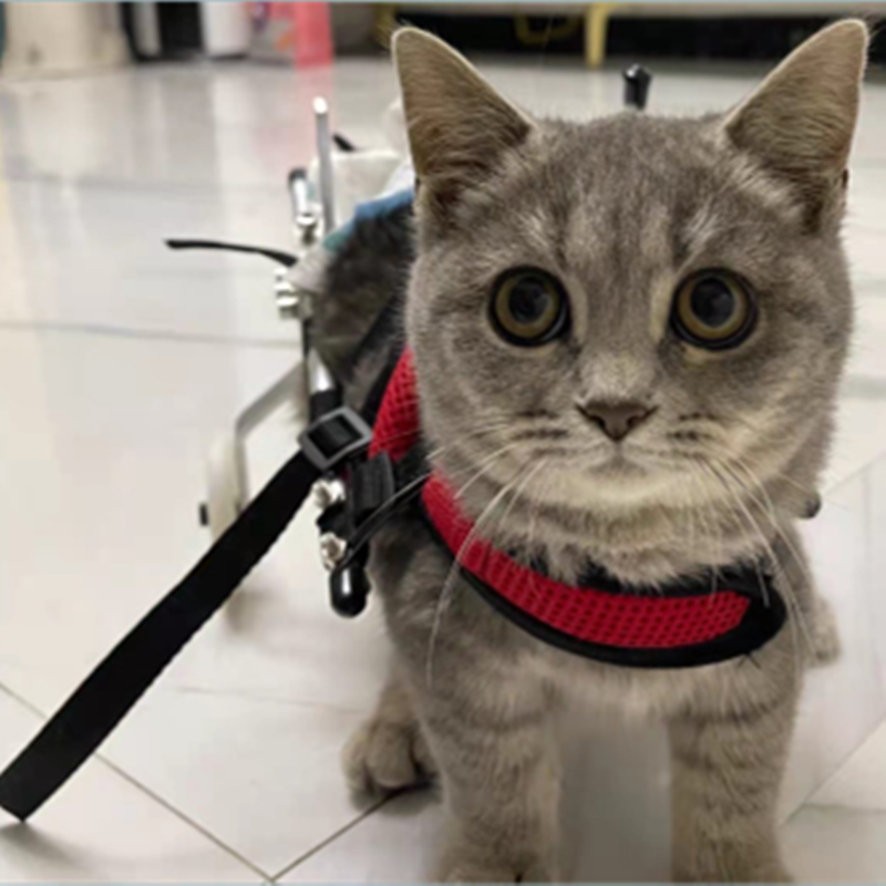 Miniature : Cat Hind Limb Disability Stroller Cat Wheelchair