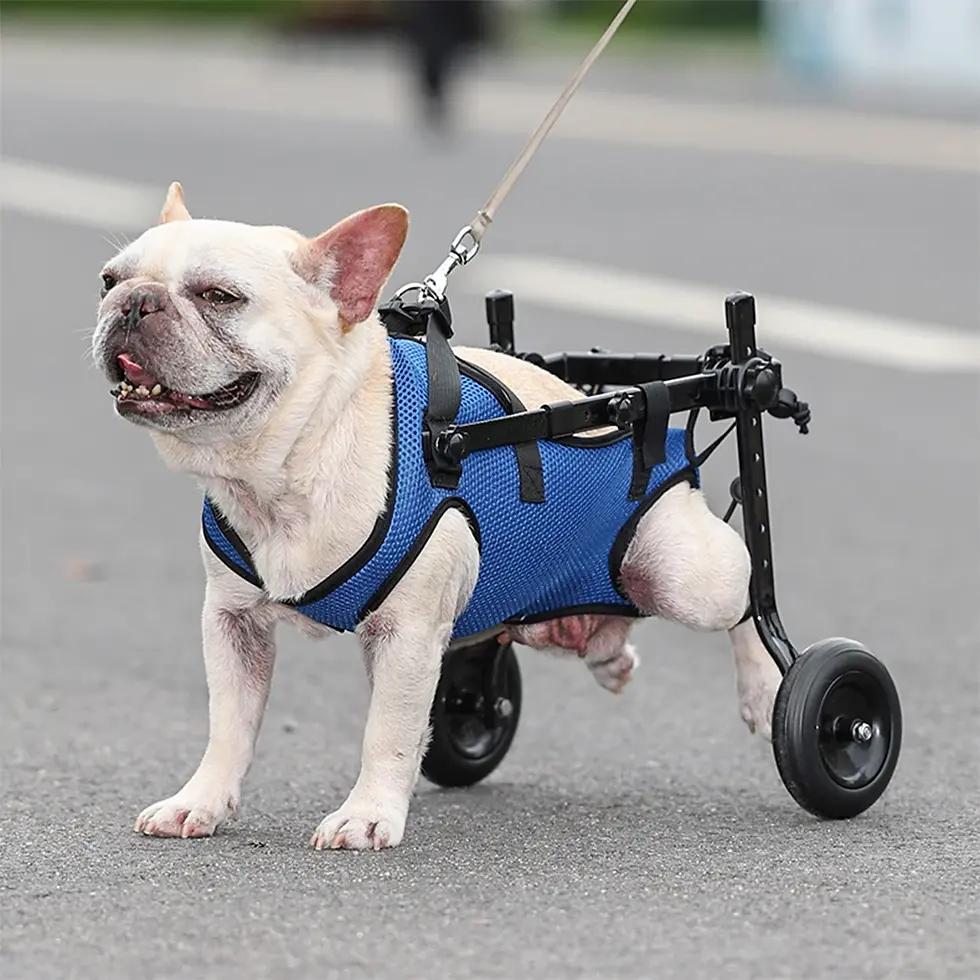 Miniature : Pet Walk Booster dog