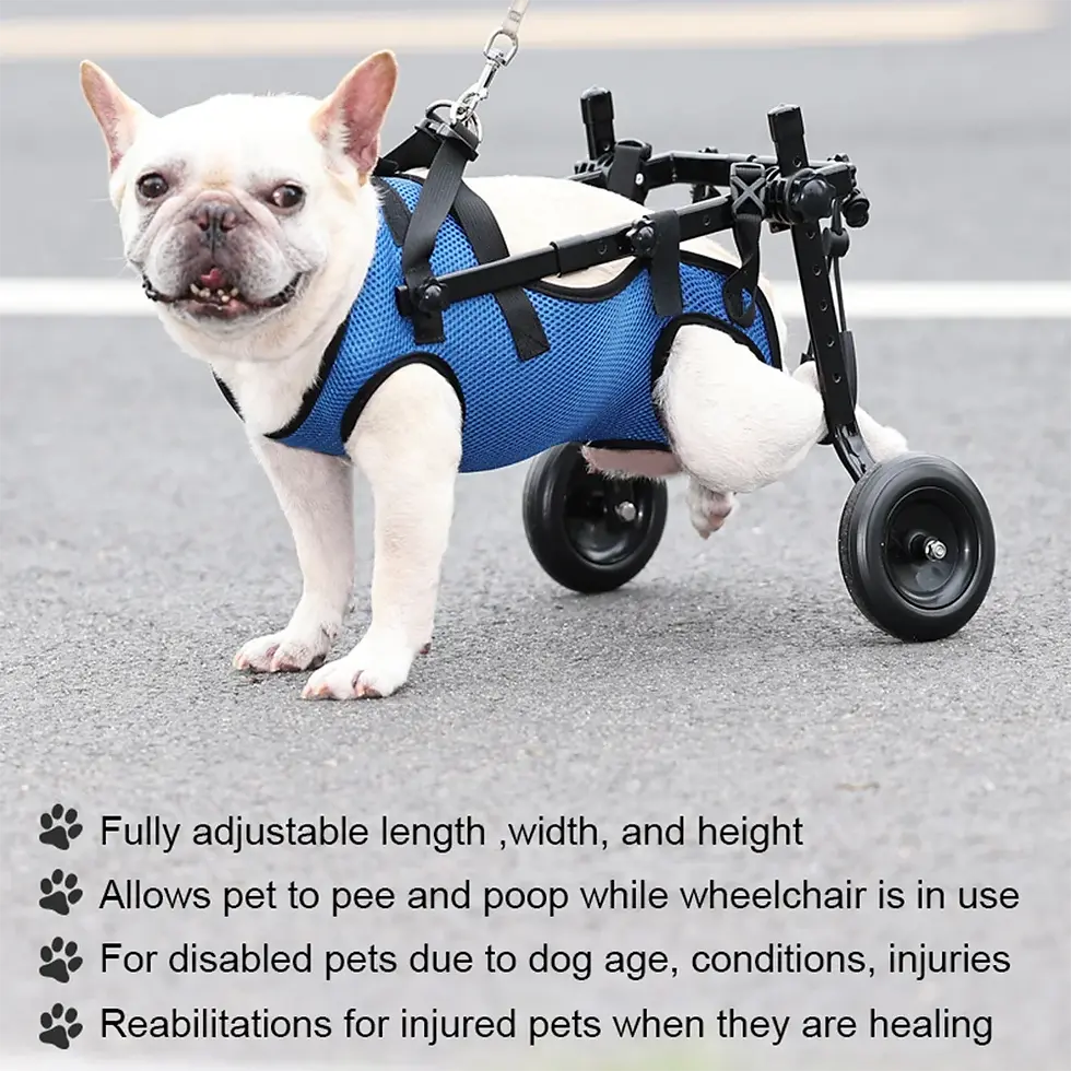 Miniature : Pet Walk Booster dog