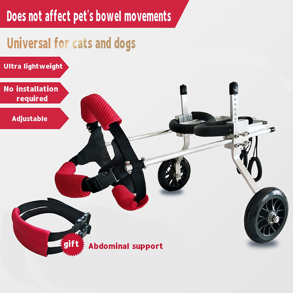 Miniature : Dog wheelchair hind limb paralysie 