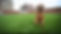 SYNLawn-New-York-Louie-the-Dog-with-Rooftop-Pet-Turf.jpg