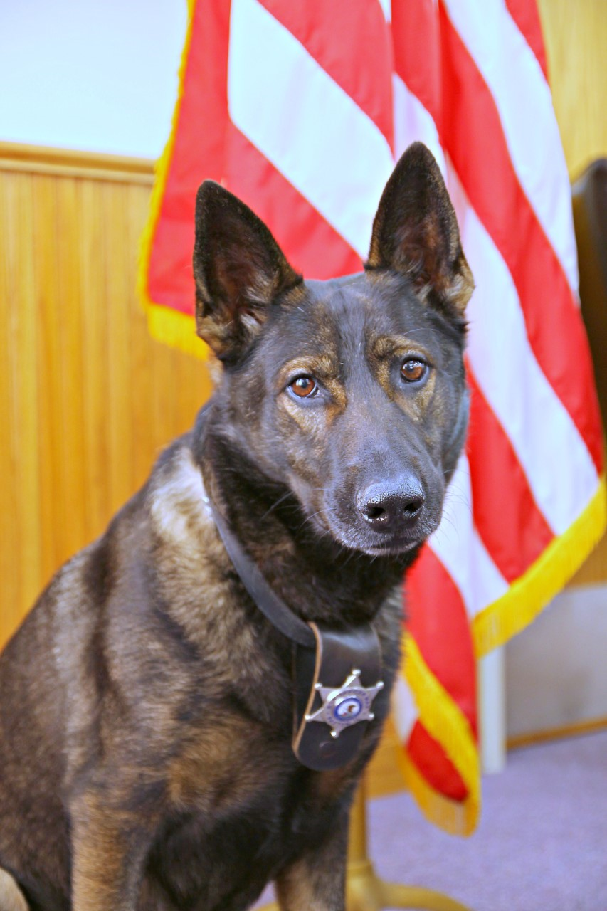 K-9 Tago (Retired)