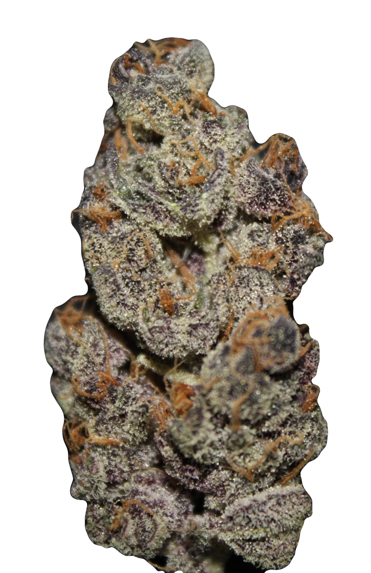 Tropicana Cookies