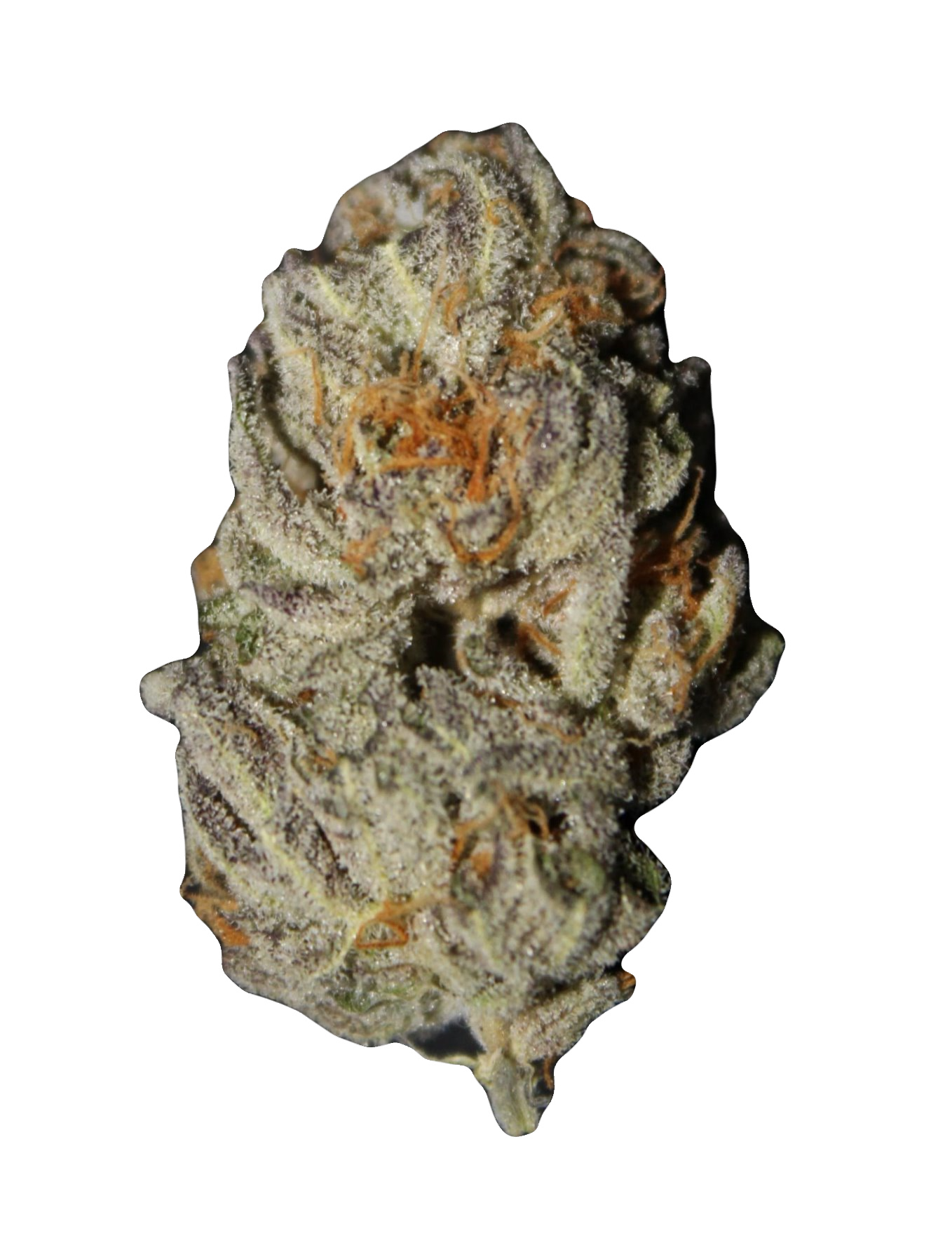 Holy Grail