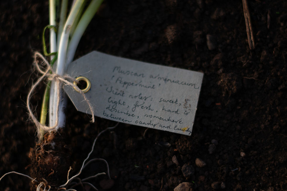 Scent Notes of Muscari on an April Evening