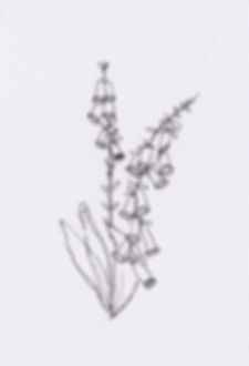 Scan 4.jpeg