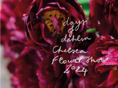 Days of Dahlia at the RHS Chelsea Flower Show 2024