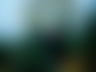 Case: Den Norske juletre skogen - Videoproduksjon for nasjonal kampanje