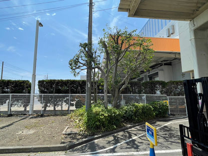 川崎市川崎区にて剪定作業